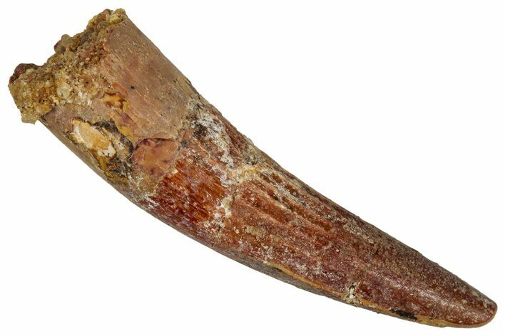 Juvenile Fossil Spinosaurus Tooth - Real Dinosaur Tooth #348690